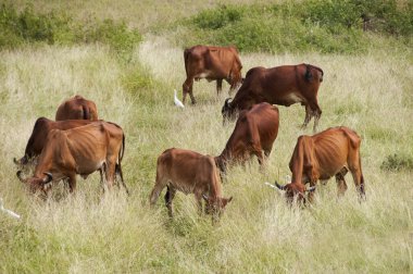 yeşil çayır üzerinde otlayan inekler