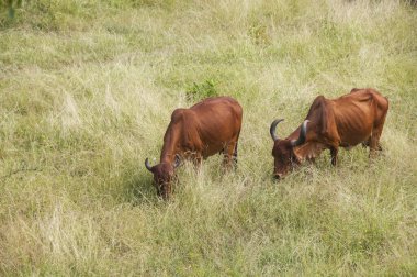 yeşil çayır üzerinde otlayan inekler