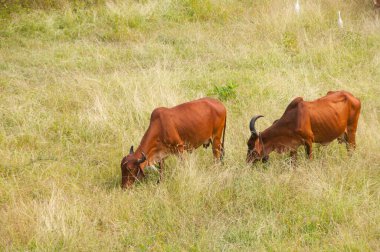 yeşil çayır üzerinde otlayan inekler