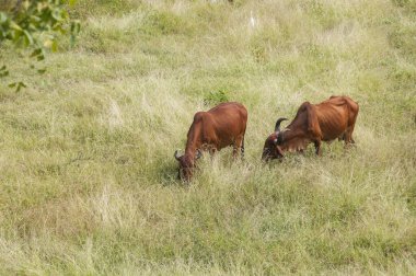 yeşil çayır üzerinde otlayan inekler