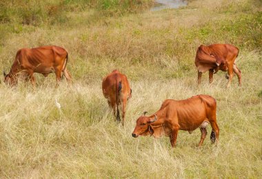 yeşil çayır üzerinde otlayan inekler
