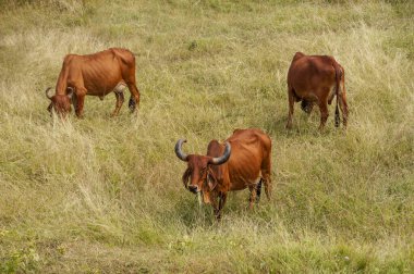 yeşil çayır üzerinde otlayan inekler