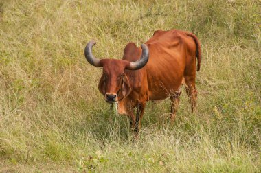yeşil çayır üzerinde otlayan inekler