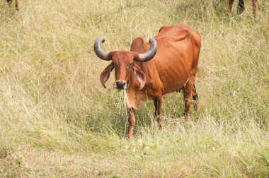 yeşil çayır üzerinde otlayan inekler
