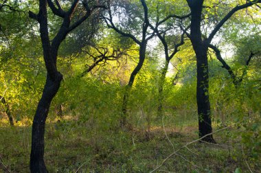 Sabah orman, ormanda altın ışık..