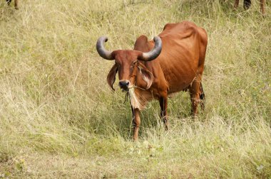 yeşil çayır üzerinde otlayan inekler