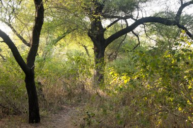 Ormanda sabah, ormanda altın ışık.
