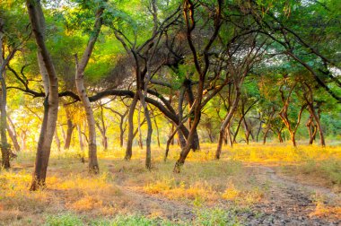Ormanda sabah, ormanda altın ışık.