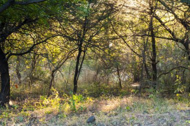 Ormanda sabah, ormanda altın ışık.