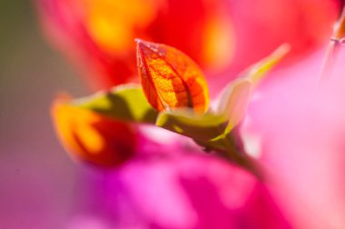 Soyut pembe çiçekli arka plan, güzel çiçek arkaplanı, soyut çiçek arkaplanı.