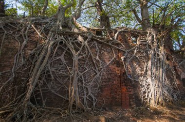 Terk edilmiş koloni mimarisi Ross Adası, Andaman ve Nicobar takımadalarında büyük ağaç kökleri ile kaplıydı.