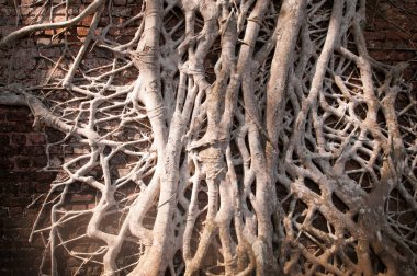 Eski ağaç kökleri duvarlarla kaplı. Soyut Arkaplan