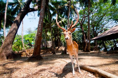 Ross Adası, Andaman ve Nicobar 'da benekli geyik.