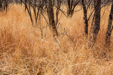 Kuru çimenler, ormandaki ağaçlar, yaz manzarası..