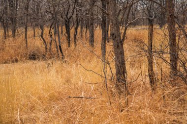 Kuru çimenler, ormandaki ağaçlar, yaz manzarası..