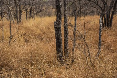 Kuru çimenler, ormandaki ağaçlar, yaz manzarası..
