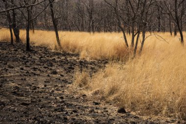 Yangından sonra orman, orman yangınından sonra kömürleşmiş ağaçlar orman yangınından sonra yanmış ağaçlar.