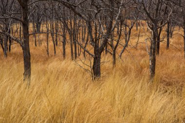 Kuru çimenler, ormandaki ağaçlar, yaz manzarası..