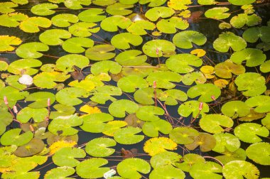pembe lotus çiçeği veya gölet üzerinde çiçek açmış nilüfer çiçekleri