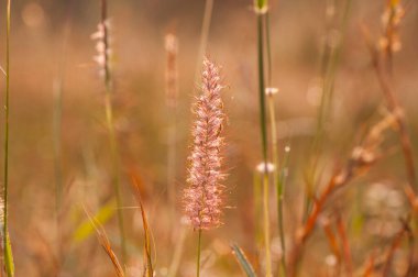 Çiy damlaları olan taze yeşil çimenler. Doğa arkaplanı