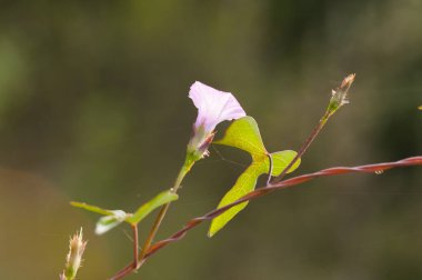 Çimen çiçeğini kapat, sabah doğa arka planını.