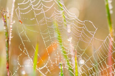 Yeşil zemin üzerinde çiy damlaları olan güzel bir örümcek ağı deseni, doğa arkaplanı