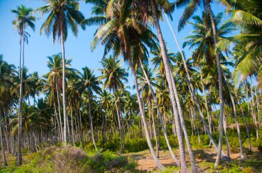 Güzel hindistan cevizi palmiyesi çiftliği