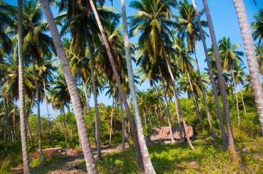 Güzel hindistan cevizi palmiyesi çiftliği