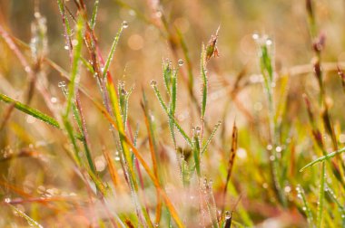 Çiy damlaları olan taze yeşil çimenler. Doğa arkaplanı