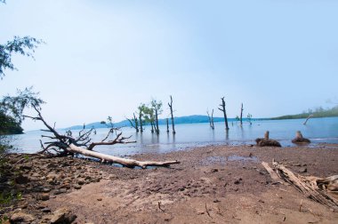 Jolly Buoy Sahili 'nin göz kamaştırıcı manzarası, Andaman & Nicobar Adaları sahilinde uzanan güzel bir ağaç.