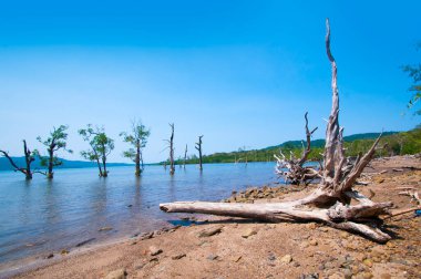 Jolly Buoy Sahili 'nin göz kamaştırıcı manzarası, Andaman & Nicobar Adaları sahilinde uzanan güzel bir ağaç.