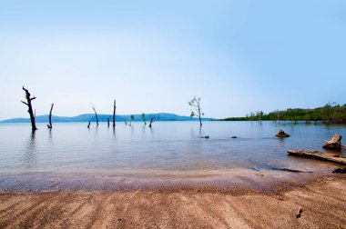 Jolly Buoy Sahili 'nin göz kamaştırıcı manzarası, Andaman & Nicobar Adaları sahilinde uzanan güzel bir ağaç.