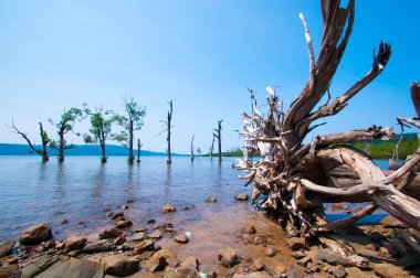 Jolly Buoy Sahili 'nin göz kamaştırıcı manzarası, Andaman & Nicobar Adaları sahilinde uzanan güzel bir ağaç.