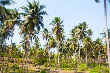 Güzel hindistan cevizi palmiyesi çiftliği