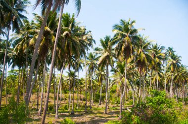Güzel hindistan cevizi palmiyesi çiftliği