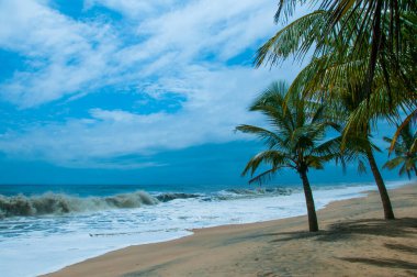 Mararikulam 'ın kumlu sahilinde hindistan cevizi oluğu, Kerala