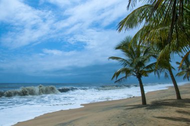 Mararikulam 'ın kumlu sahilinde hindistan cevizi oluğu, Kerala