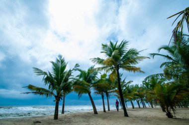 Mararikulam 'ın kumlu sahilinde hindistan cevizi oluğu, Kerala