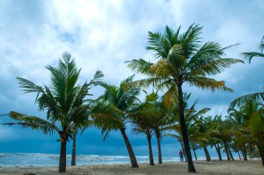 Mararikulam 'ın kumlu sahilinde hindistan cevizi oluğu, Kerala