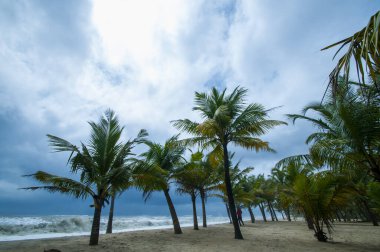 Mararikulam 'ın kumlu sahilinde hindistan cevizi oluğu, Kerala