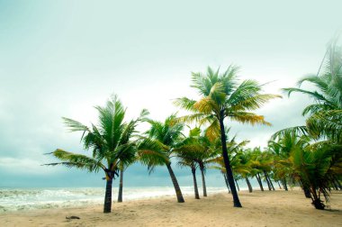 Mararikulam 'ın kumlu sahilinde hindistan cevizi oluğu, Kerala