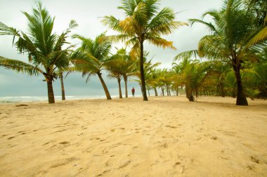 Mararikulam 'ın kumlu sahilinde hindistan cevizi oluğu, Kerala