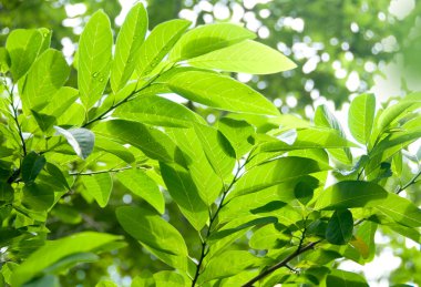 Yazın bahçedeki yeşil yaprak doğası. Doğal yeşil yapraklar bitkileri bahar arkaplanı olarak kullanır. Çevre çevresi ya da yeşillik duvar kağıdı