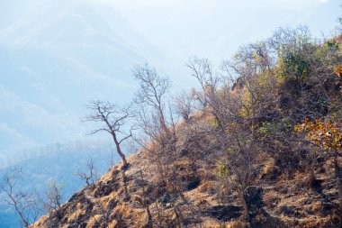 Hindistan 'daki dağ ormanlarının yaz manzarası.