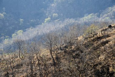 Hindistan 'daki dağ ormanlarının yaz manzarası.