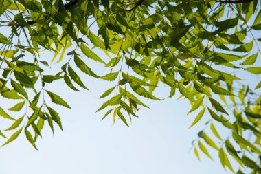 Neem ağacı yapraklarından bir dal. Doğal Tıp.