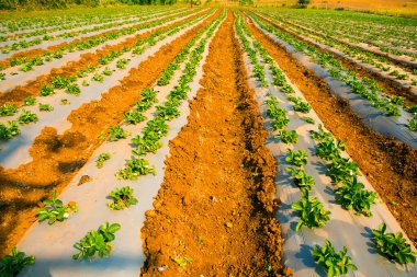 Organik çilek tarlası, Hindistan..