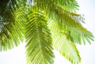 Taze yeşil yaprak arka plan, soyut doğal arkaplan, yaprakların doğal güzelliği..