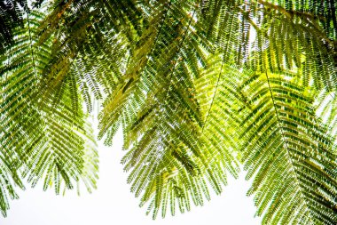 Taze yeşil yaprak arka plan, soyut doğal arkaplan, yaprakların doğal güzelliği..