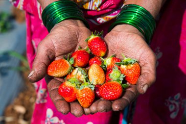 Elimde taze çilek tutuyordum.